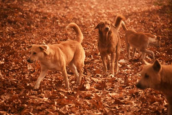 Autumn season in Kashmir