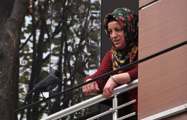 Sinop people's mascot crow "Sakir"