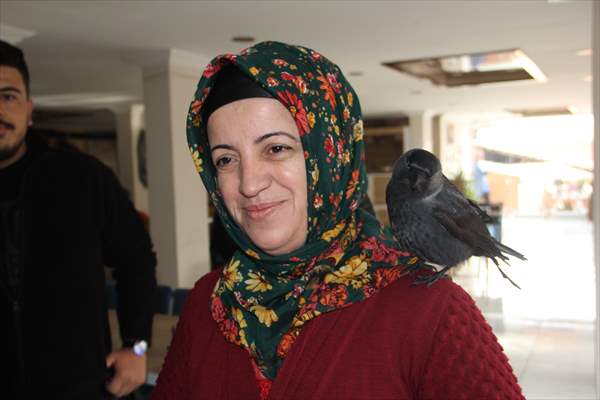 Sinop people's mascot crow "Sakir"