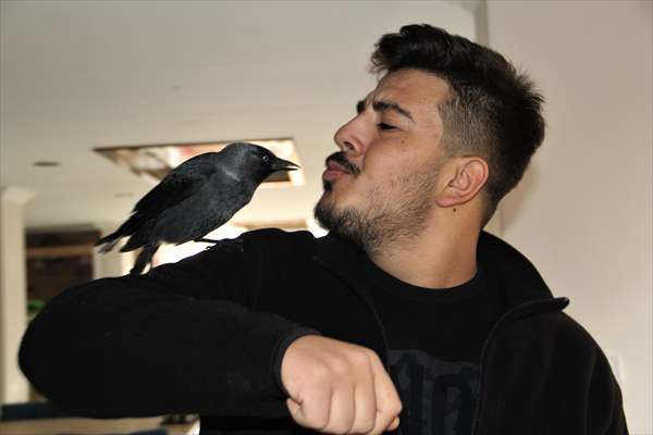 Sinop people's mascot crow "Sakir"