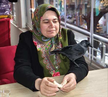 Sinop people's mascot crow "Sakir"