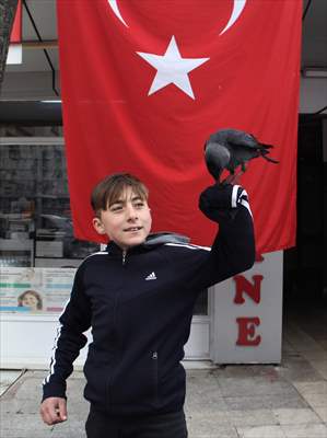 Sinop people's mascot crow "Sakir"