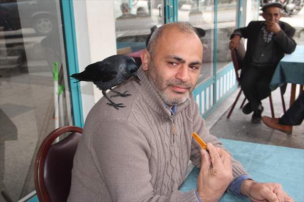 Sinop people's mascot crow "Sakir"