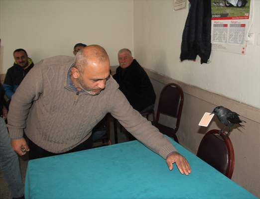 Sinop people's mascot crow "Sakir"