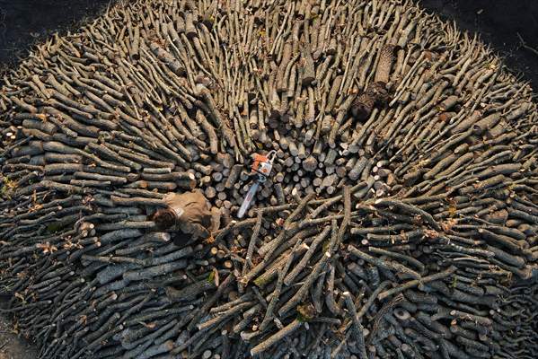 Production of charcoal from oak wood in Turkey's Edirne