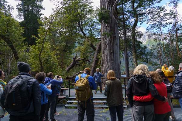 Argentina's 2,600-year-old tree "El Alerce Abuelo"