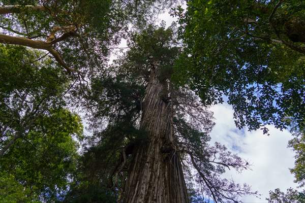 Argentina's 2,600-year-old tree "El Alerce Abuelo"