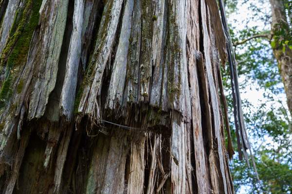 Argentina's 2,600-year-old tree "El Alerce Abuelo"