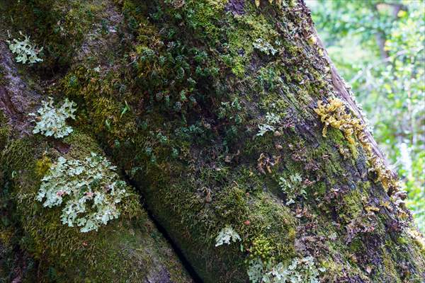 Argentina's 2,600-year-old tree "El Alerce Abuelo"