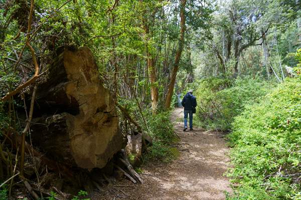 Argentina's 2,600-year-old tree "El Alerce Abuelo"