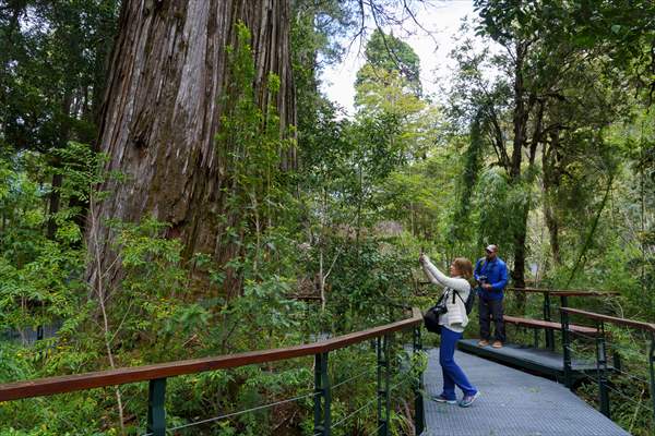 Argentina's 2,600-year-old tree "El Alerce Abuelo"