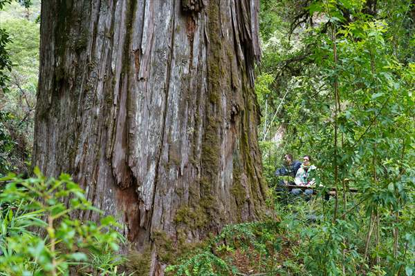 Argentina's 2,600-year-old tree "El Alerce Abuelo"