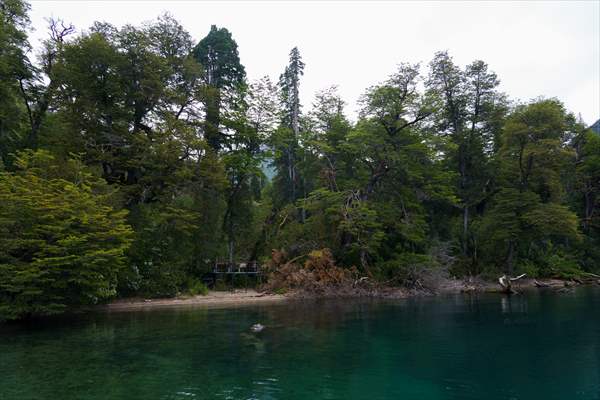 Argentina's 2,600-year-old tree "El Alerce Abuelo"