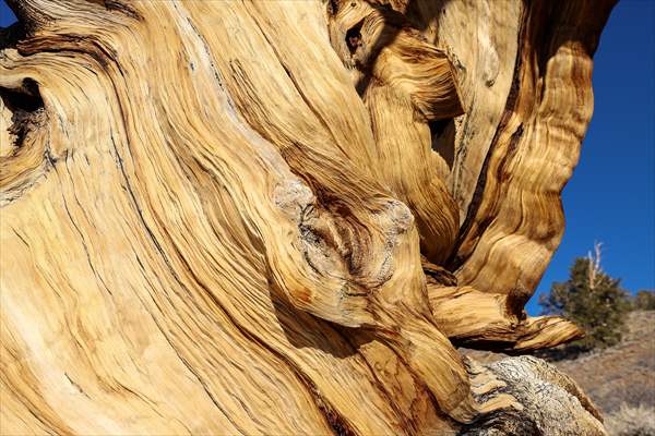 4853 years old Methuselah Tree in California