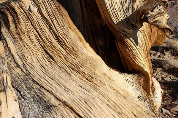 4853 years old Methuselah Tree in California