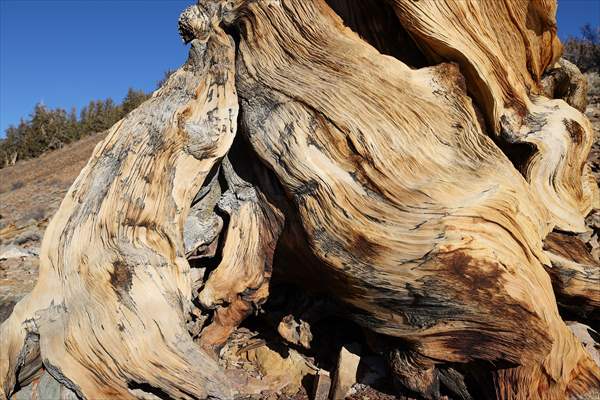 4853 years old Methuselah Tree in California