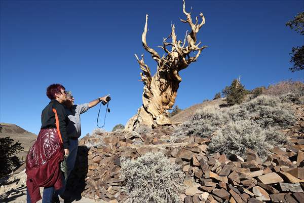 4853 years old Methuselah Tree in California