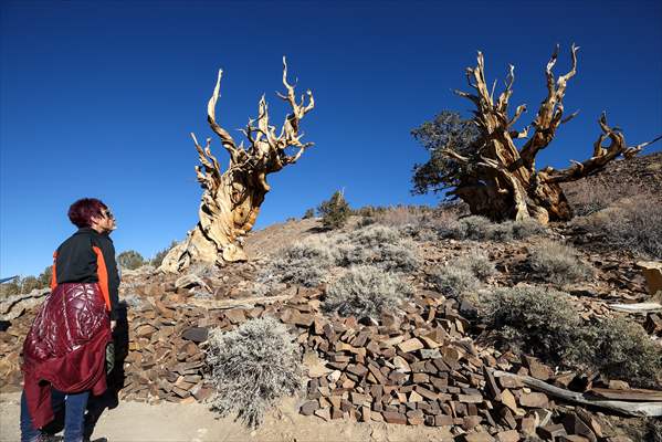 4853 years old Methuselah Tree in California