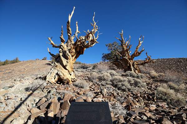 4853 years old Methuselah Tree in California