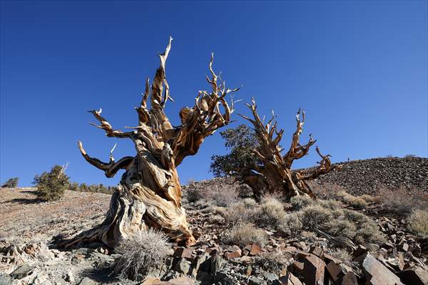 4853 years old Methuselah Tree in California