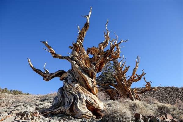 4853 years old Methuselah Tree in California