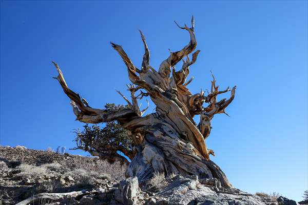 4853 years old Methuselah Tree in California