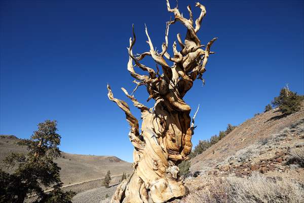 4853 years old Methuselah Tree in California