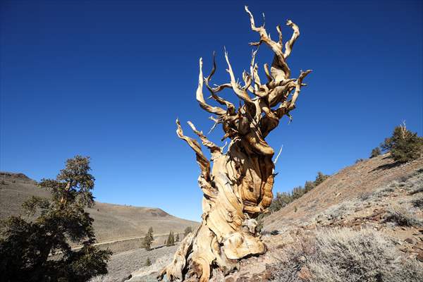 4853 years old Methuselah Tree in California