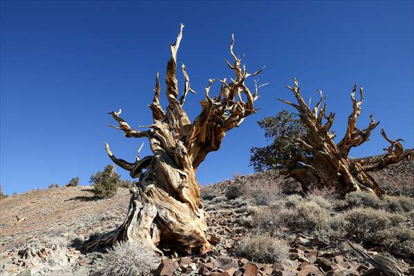 4853 years old Methuselah Tree in California