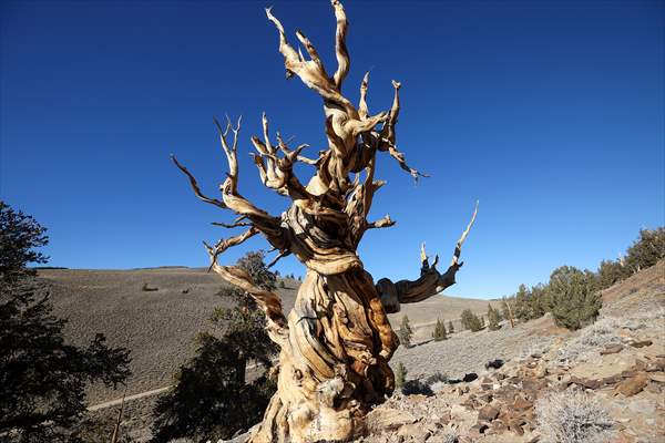 4853 years old Methuselah Tree in California