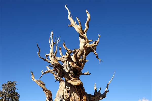 4853 years old Methuselah Tree in California