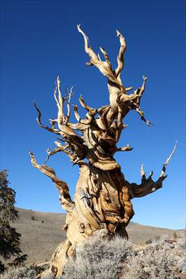 4853 years old Methuselah Tree in California