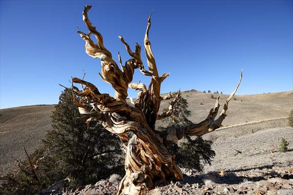 4853 years old Methuselah Tree in California