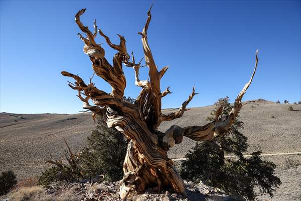 4853 years old Methuselah Tree in California