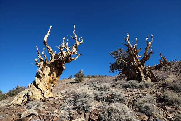 4853 years old Methuselah Tree in California