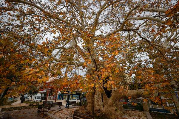 Monumental trees of Turkey