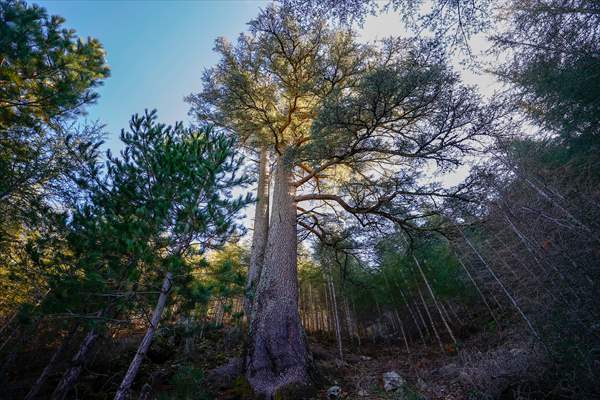 Monumental trees of Turkey