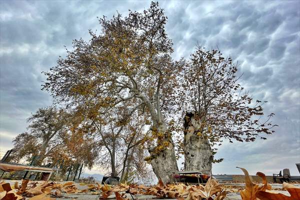 Monumental trees of Turkey