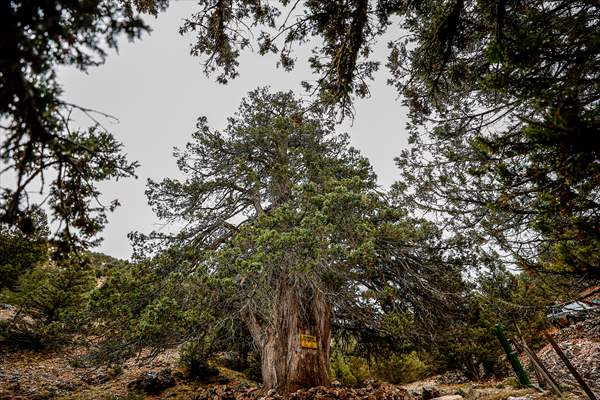 Monumental trees of Turkey