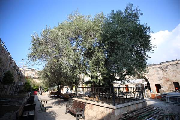 Monumental trees of Turkey