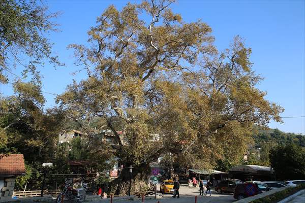 Monumental trees of Turkey