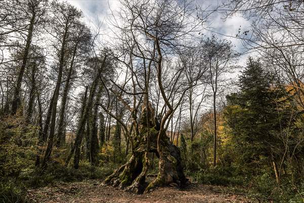 Monumental trees of Turkey