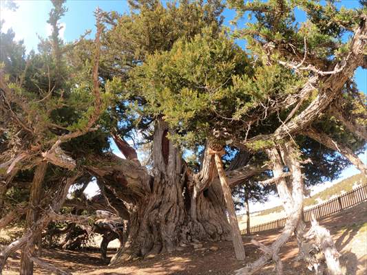 Monumental trees of Turkey