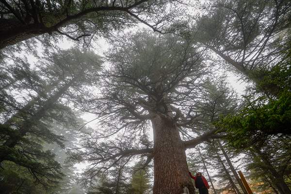 Monumental trees of Turkey