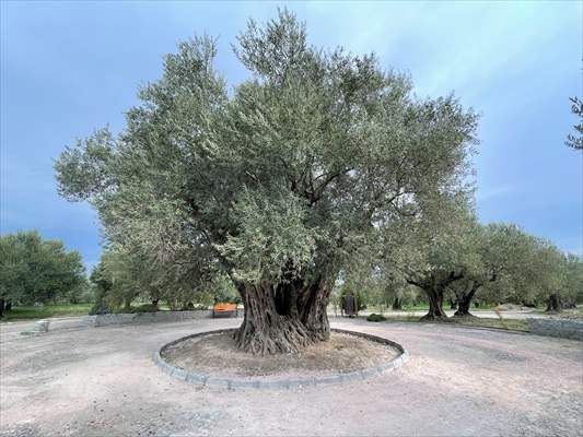 Monumental trees of Turkey