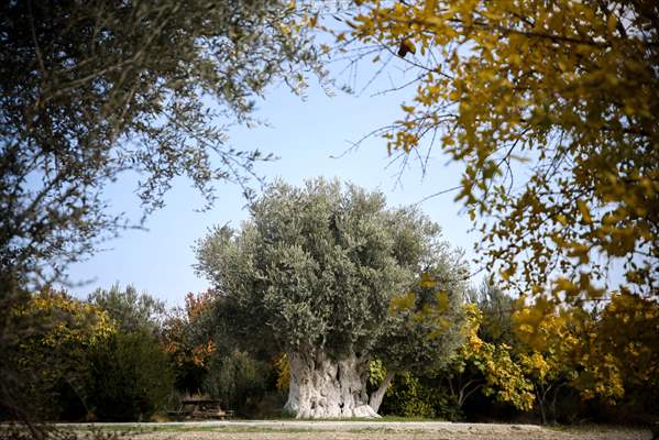 Monumental trees of Turkey