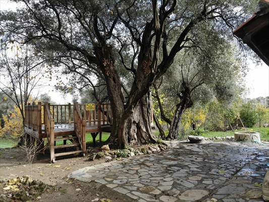 Monumental trees of Turkey