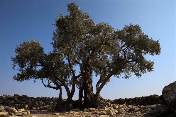 Monumental trees of Turkey