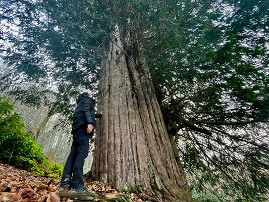 Monumental trees of Turkey