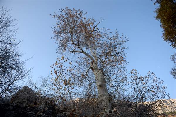 Monumental trees of Turkey